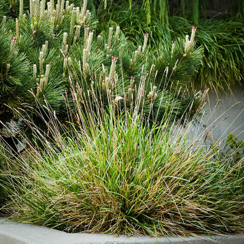 sesleria greenlee's hybrid moor grass