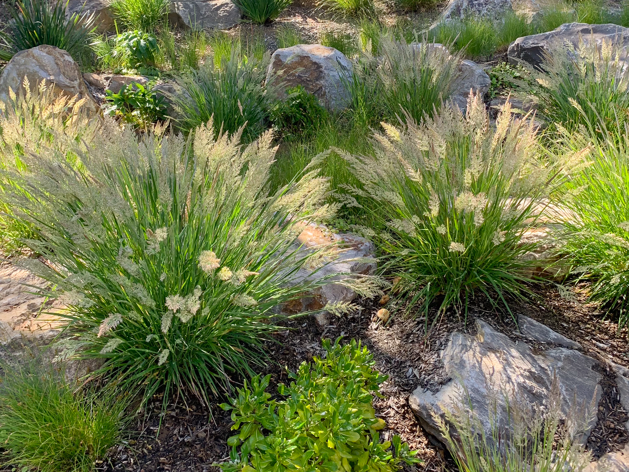 Two Calamagrostis 'Little Nootka' plants in full bloom.