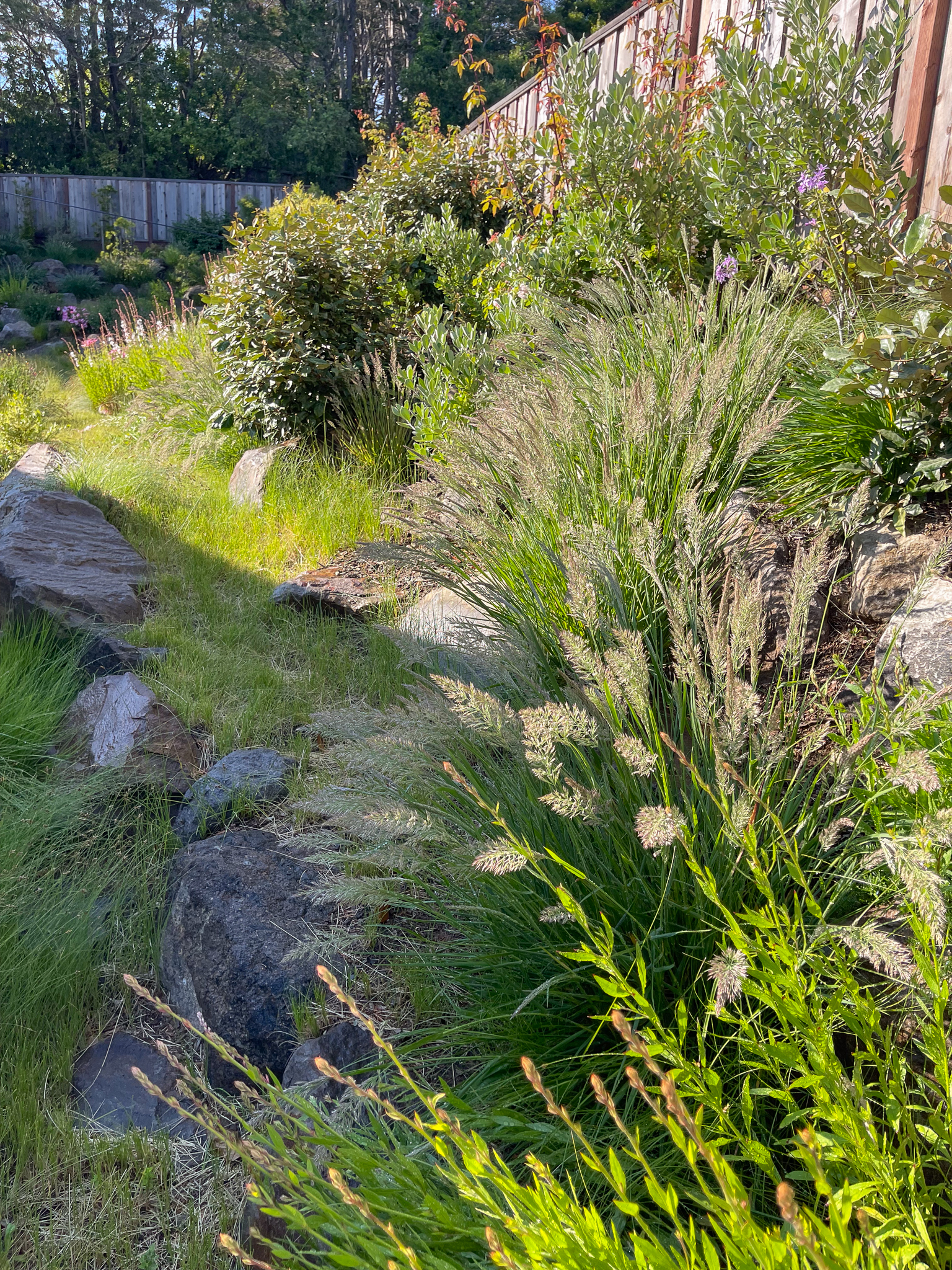 Calamagrostis 'Little Nootka' and other plants against a wooden fence.