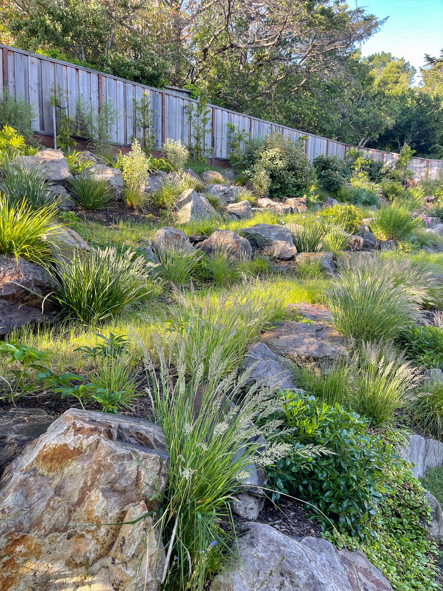 A rocky garden hillside spotted with Calamagrostis 'Little Nootka.'