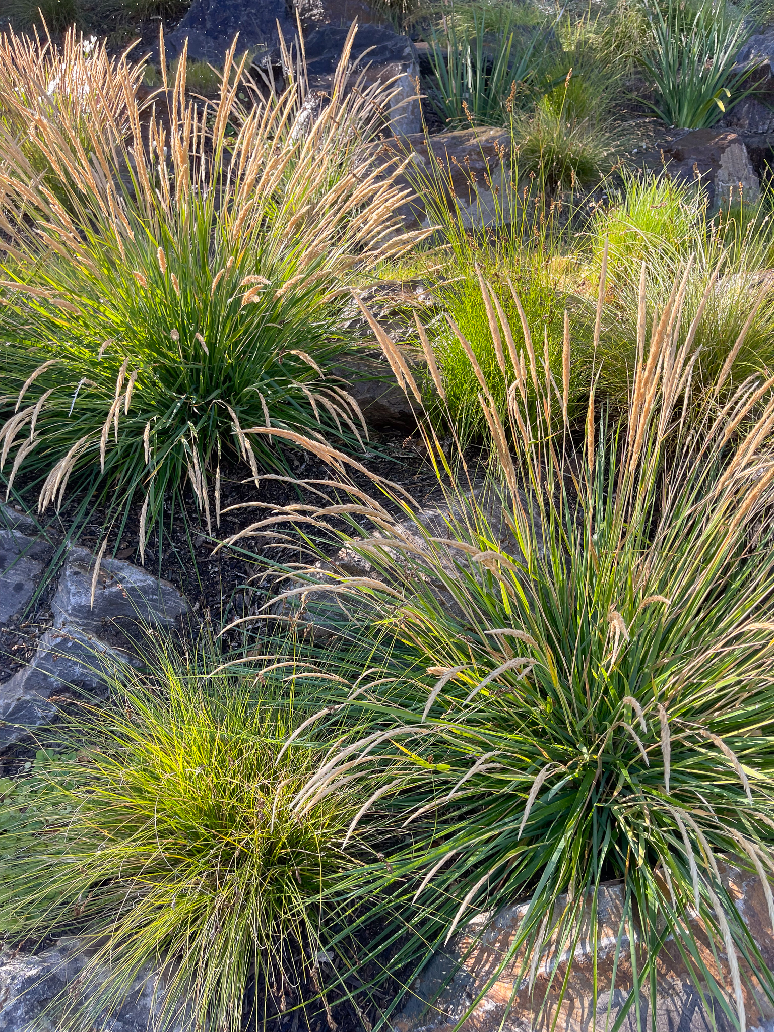 Two staggered Calamagrostis 'Little Nootka' plants.