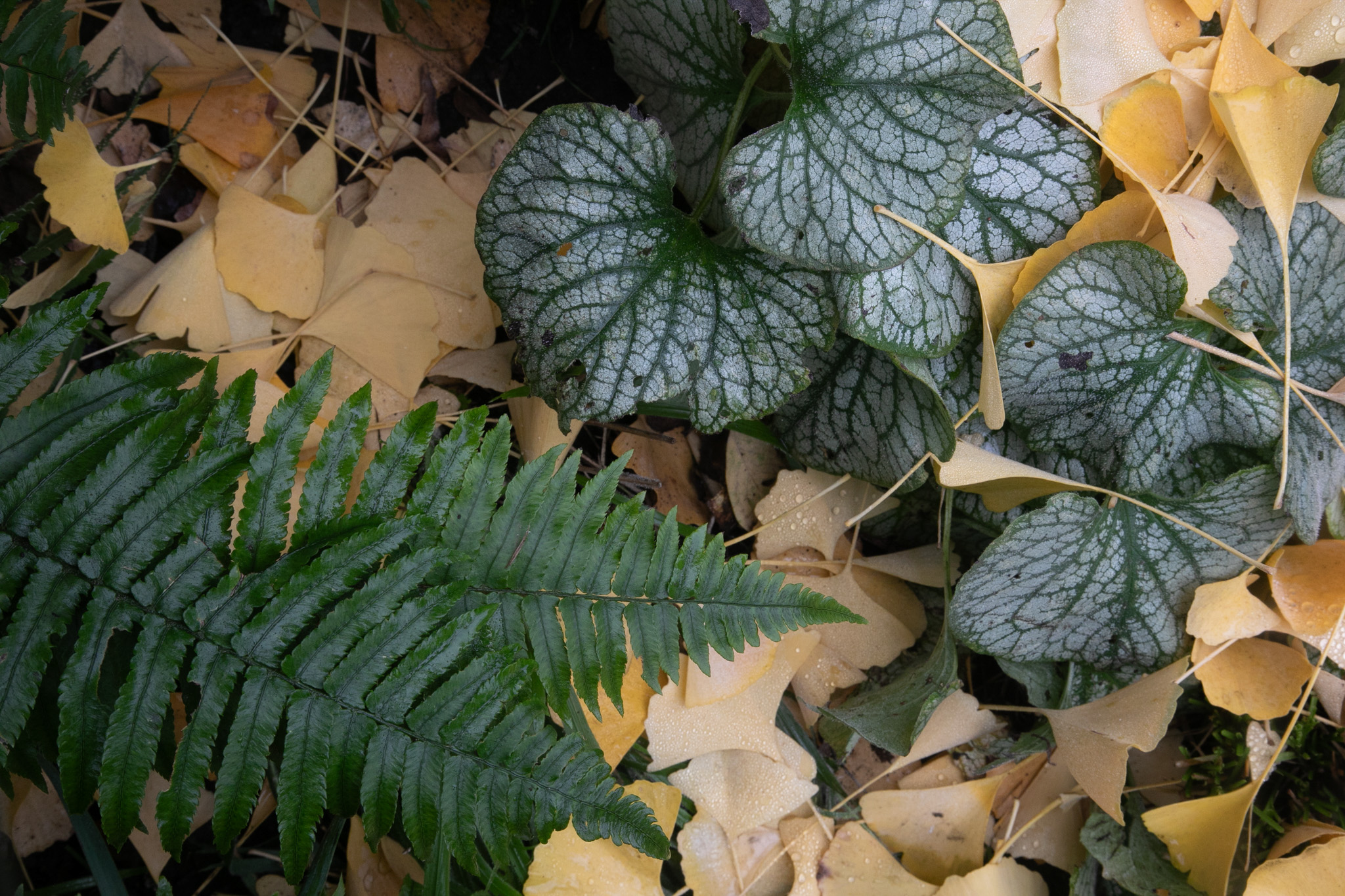 Ground-cover plants dotted with fallen yellow ginko leaves.