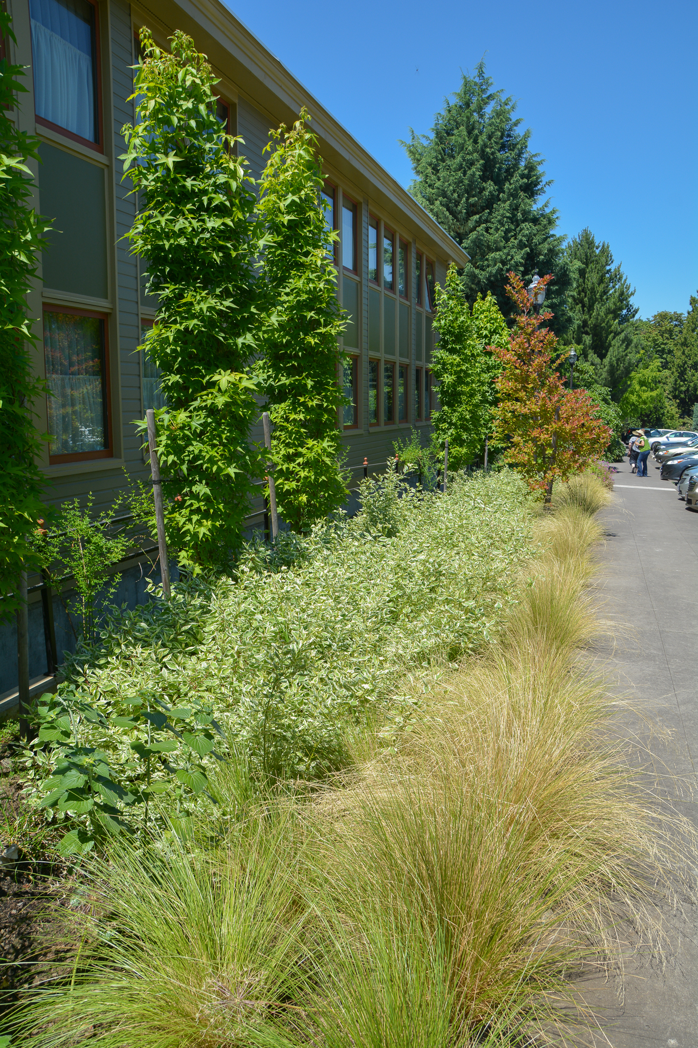 A perimeter garden meets the sidewalk with a border of Poa cita plants.