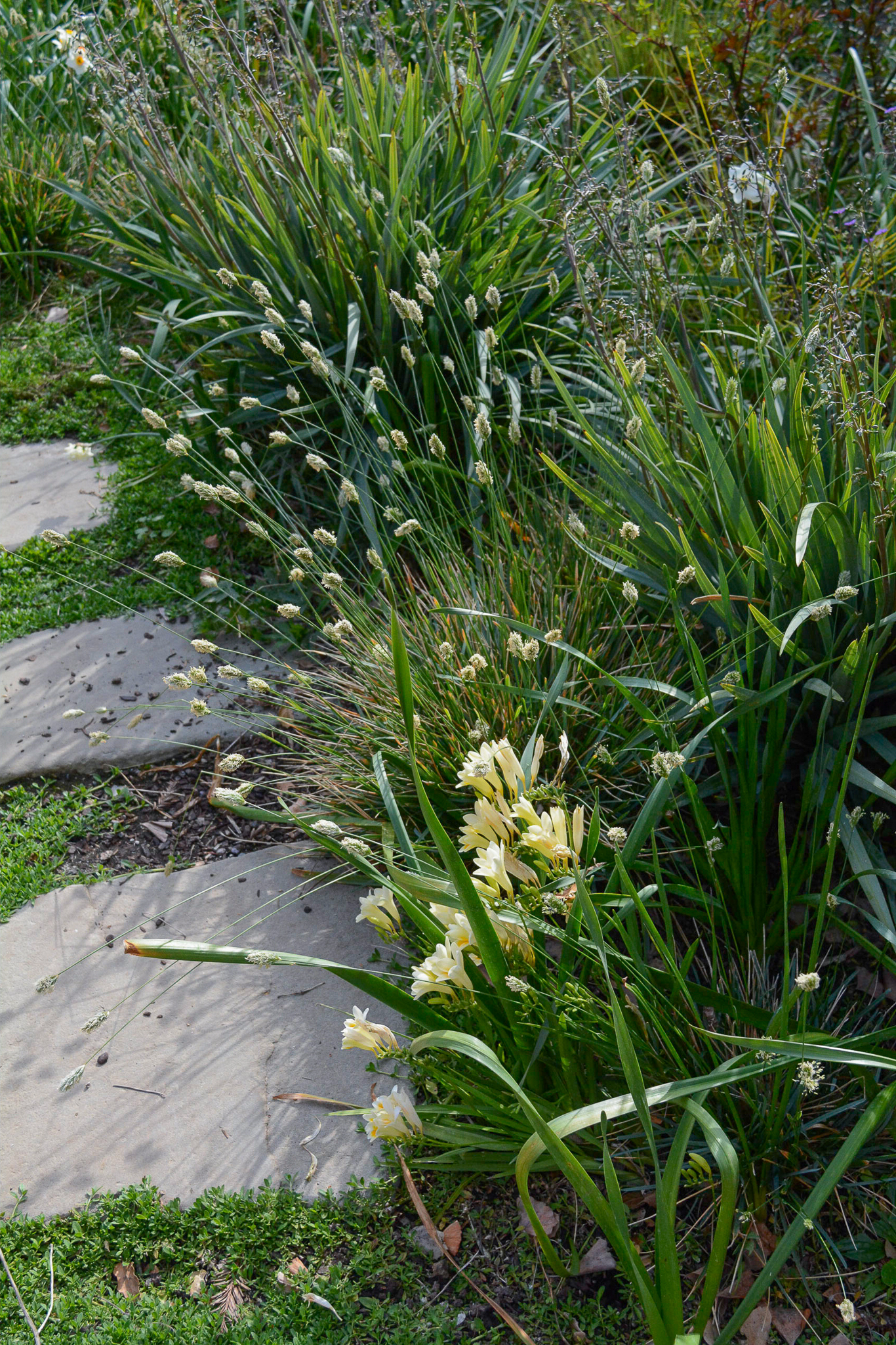 The flower spikes of Sesleria brushstrokes poke through a pathway border.