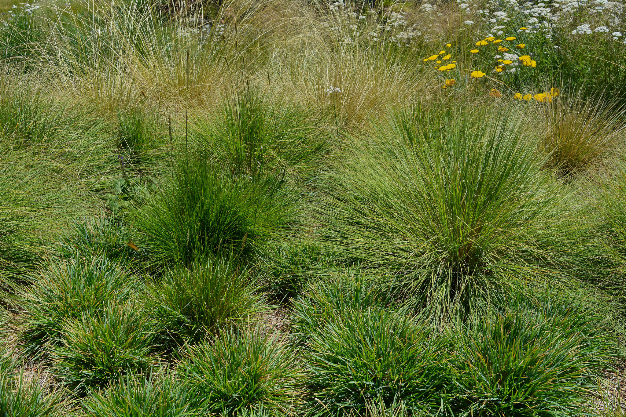Clumps of Sesleria brushstrokes filling in.