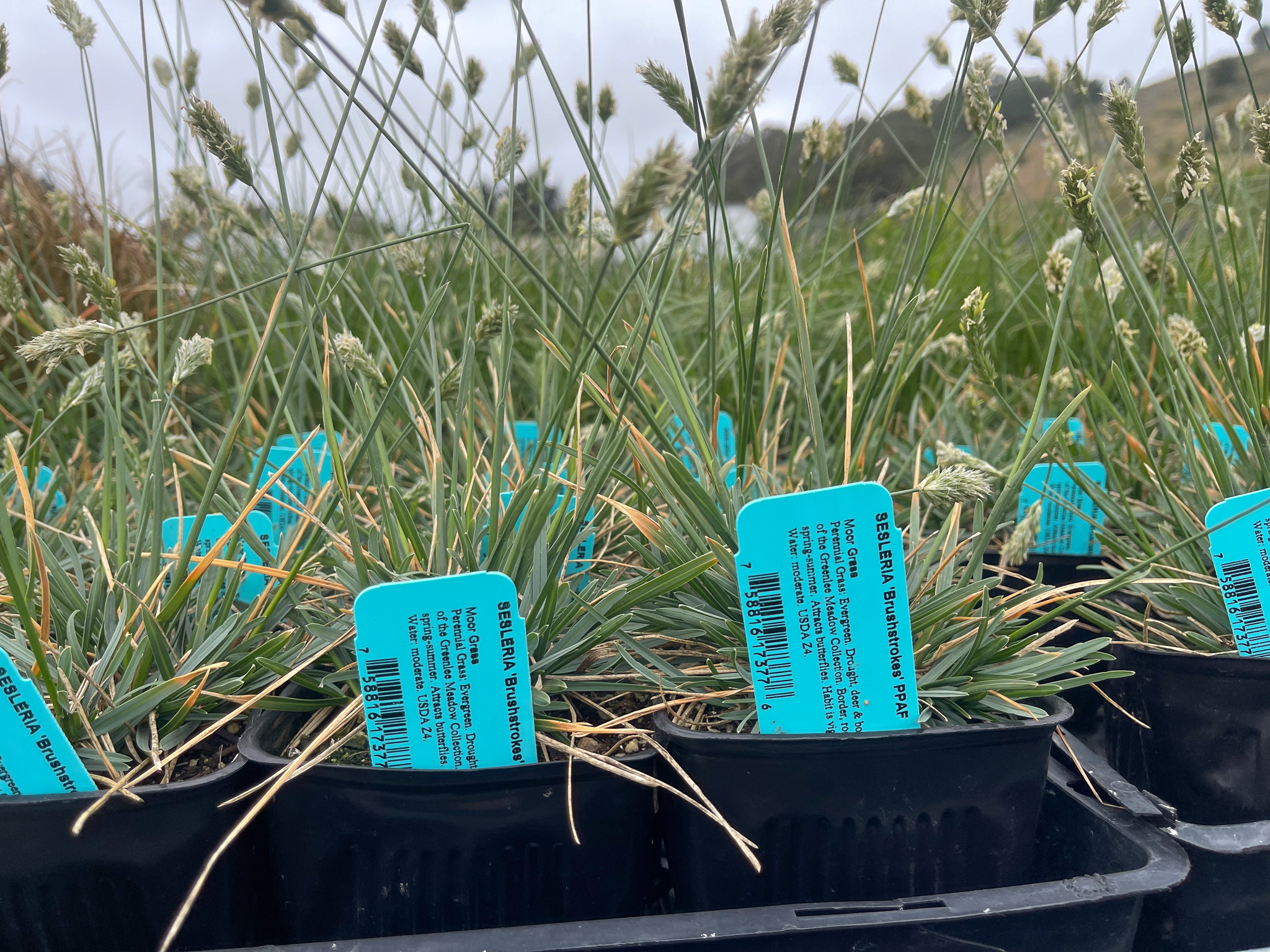 A tray of Sesleria brushstrokes in containers.