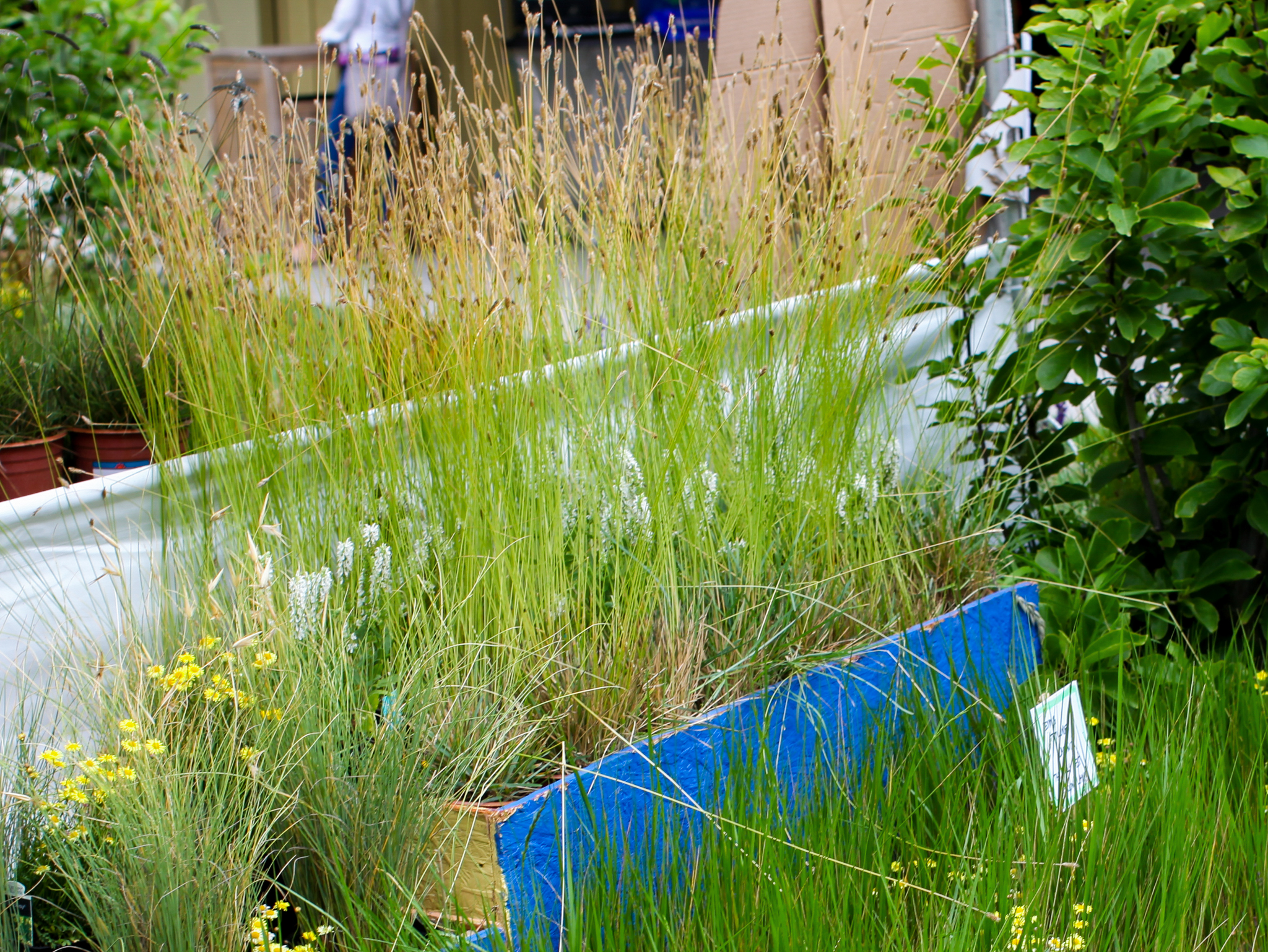A display of tall Sesleria brushstrokes at a garden show.