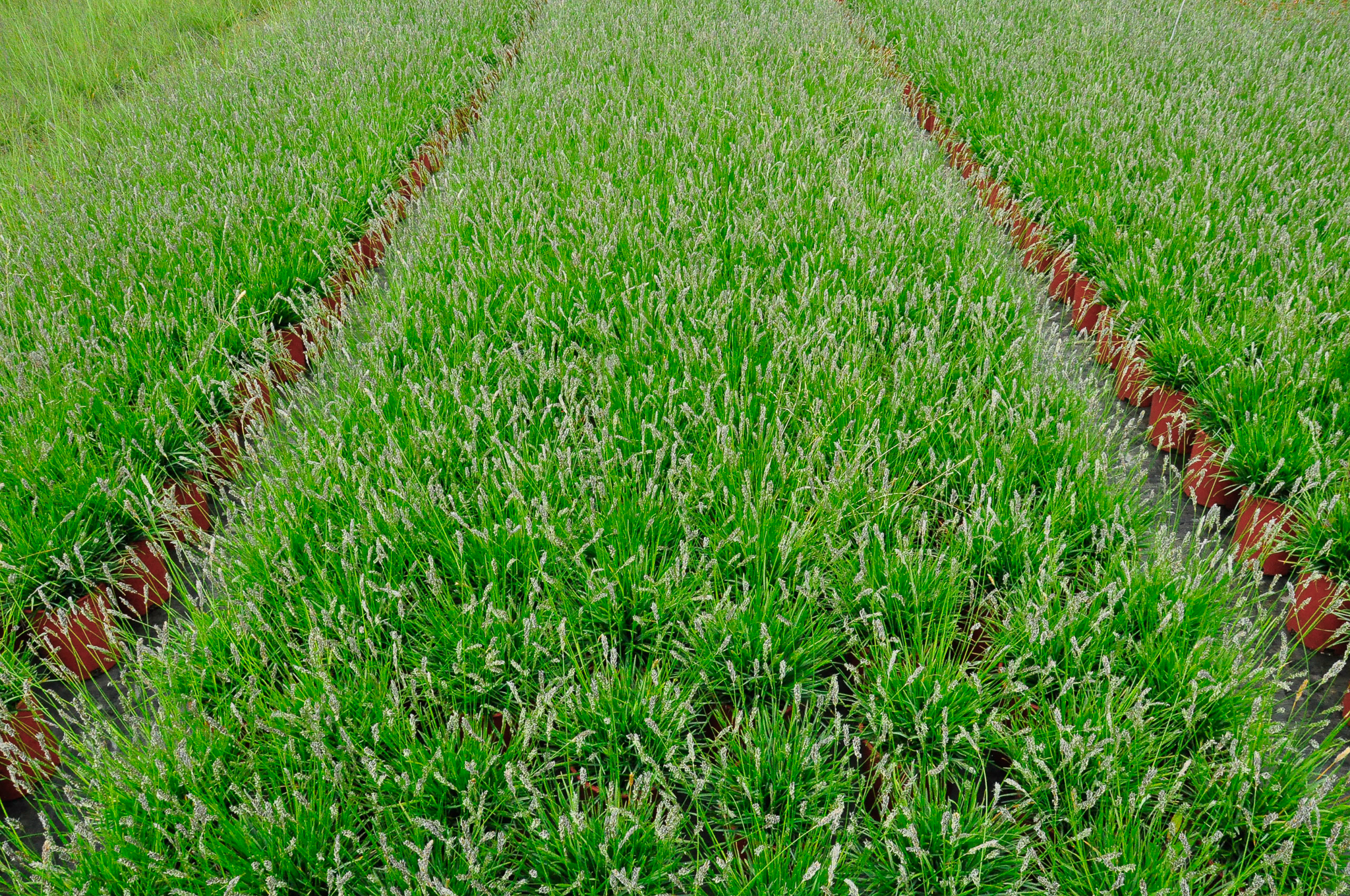 Rows of Sesleria 'Greenlee Hybrid' grass in a nursery.