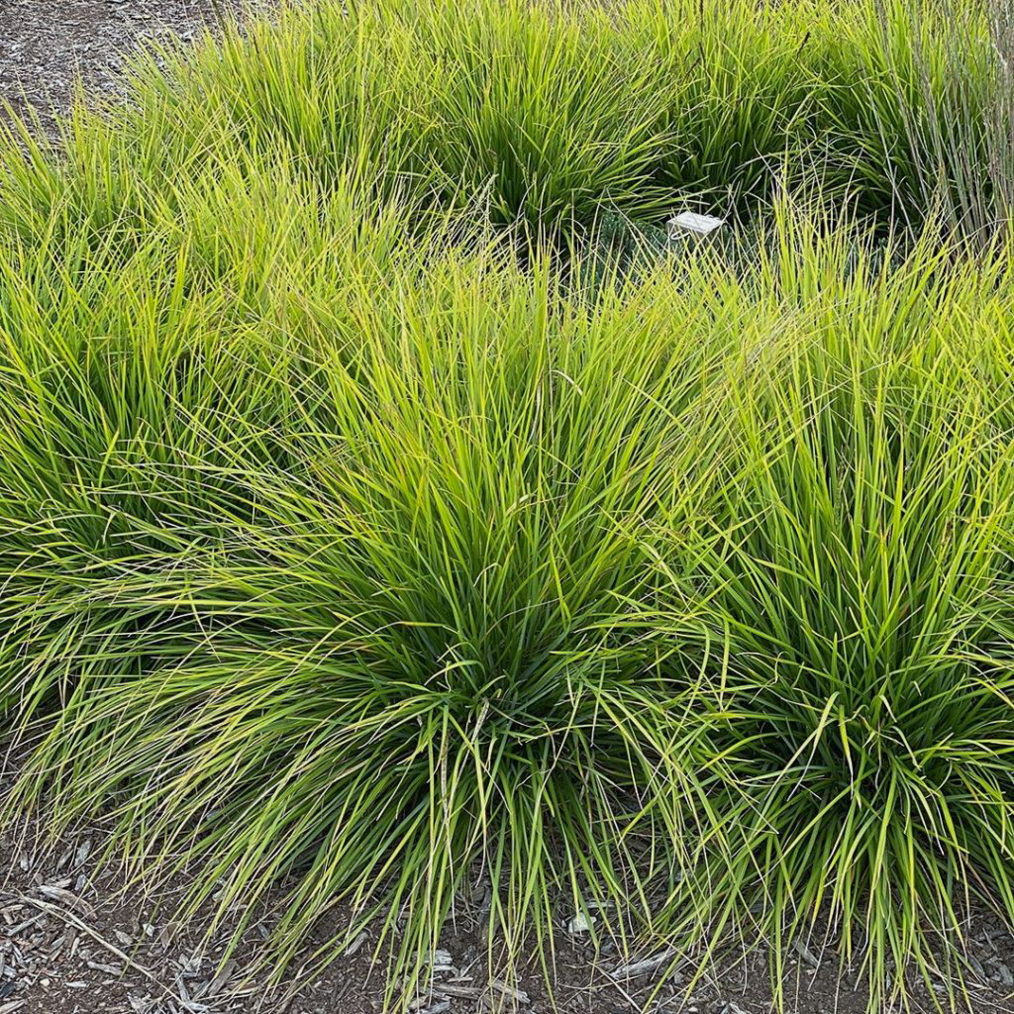 Fully grown tufts of Sesleria 'Greenlee Hybrid' grass not in bloom.