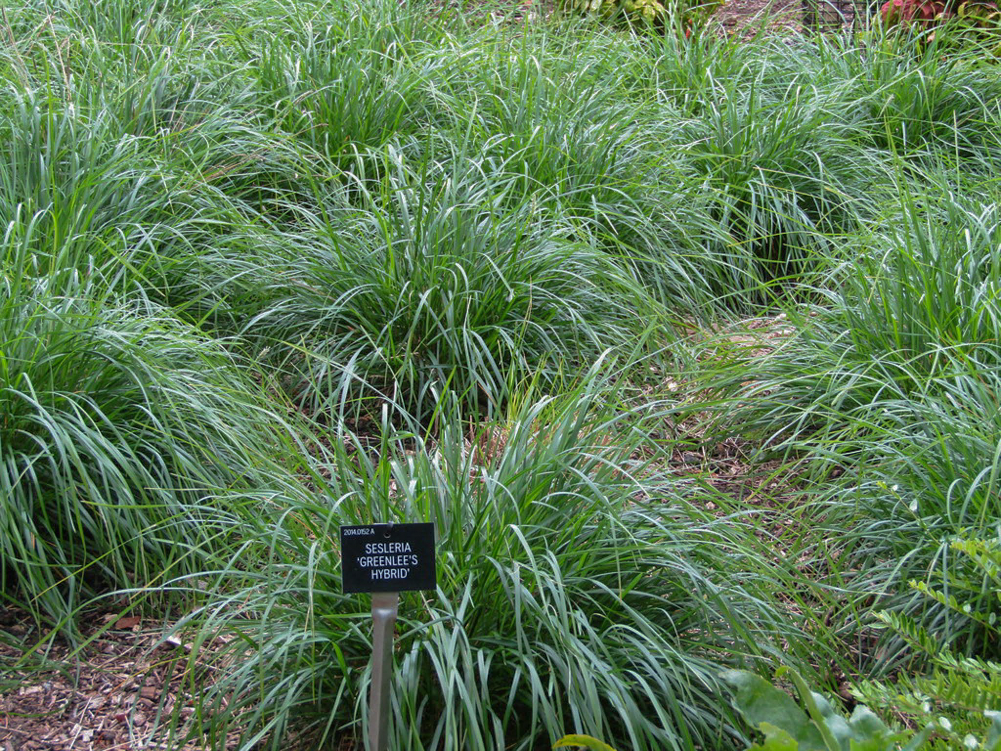 A labeled display of Sesleria 'Greenlee Hybrid' grass.