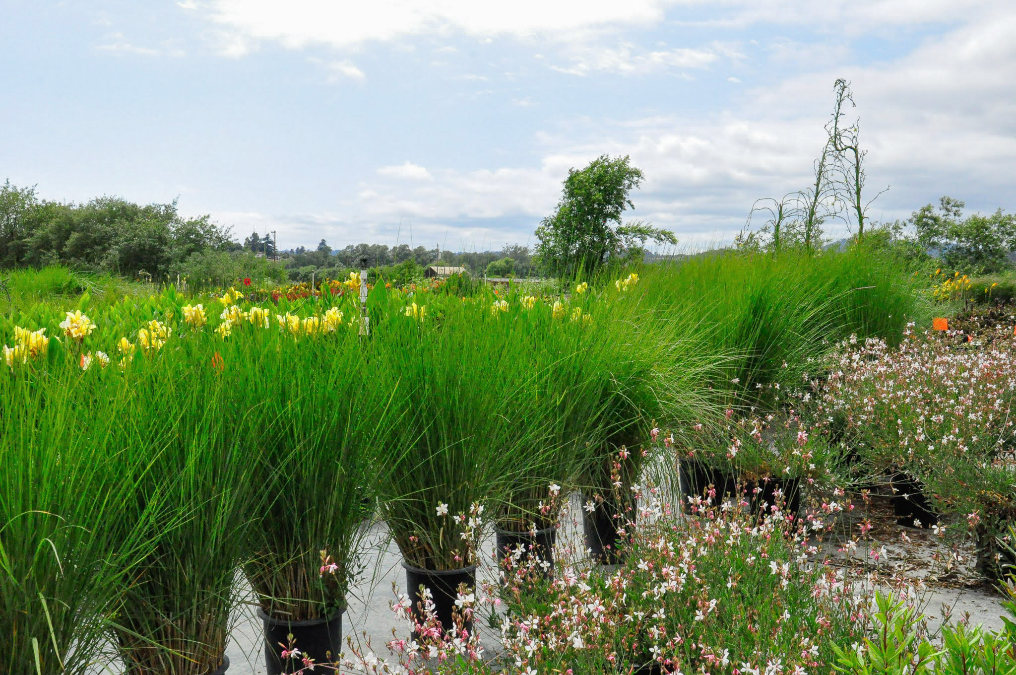A row of potted Spartina bakeri at a nursery.