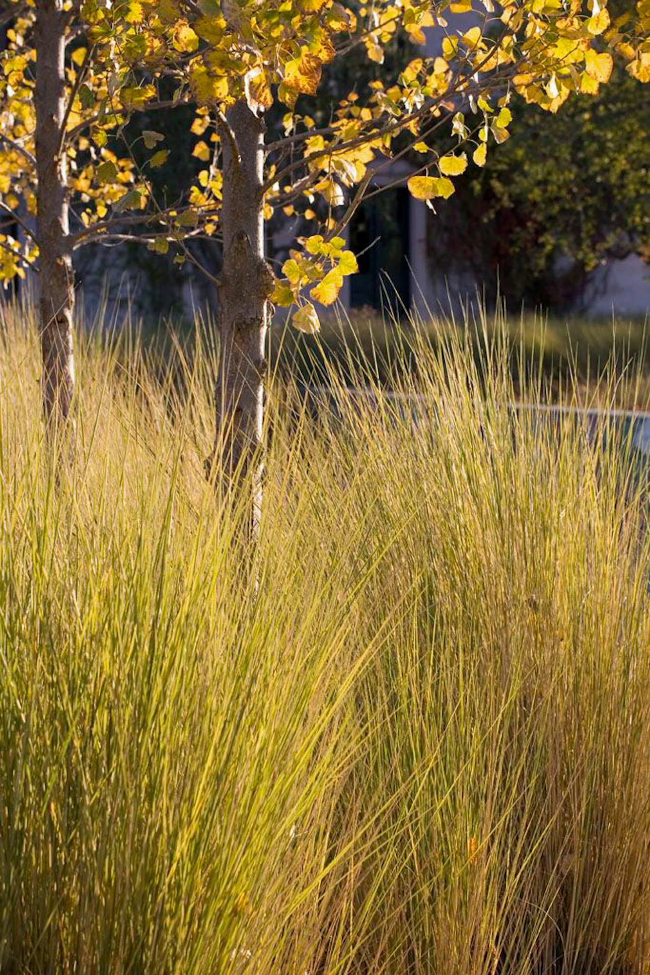 The tall golden leaves of Spartina bakeri reaching up below a tree.