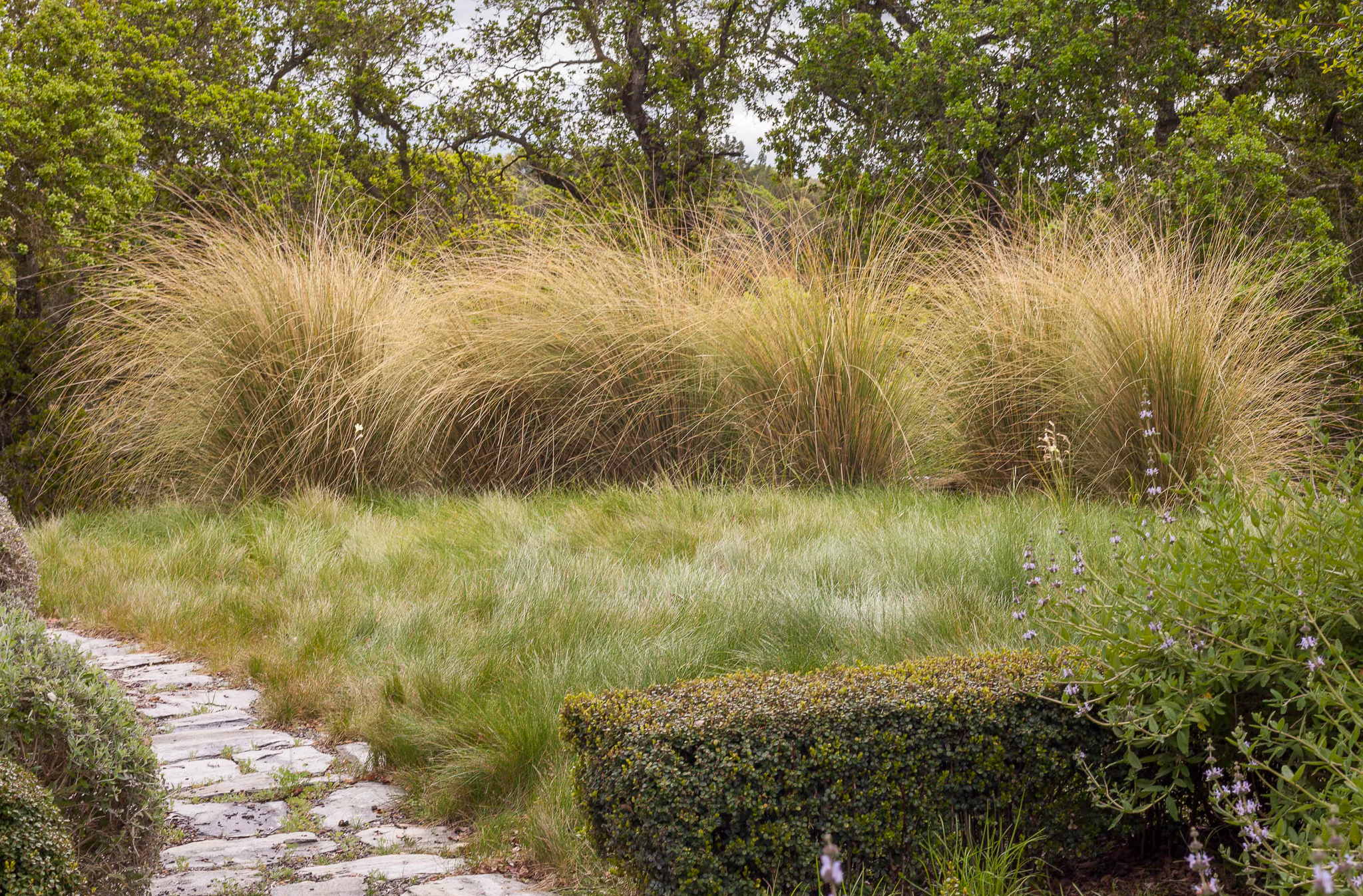 A wall of Sporobolus maximus lines the edge of a garden.