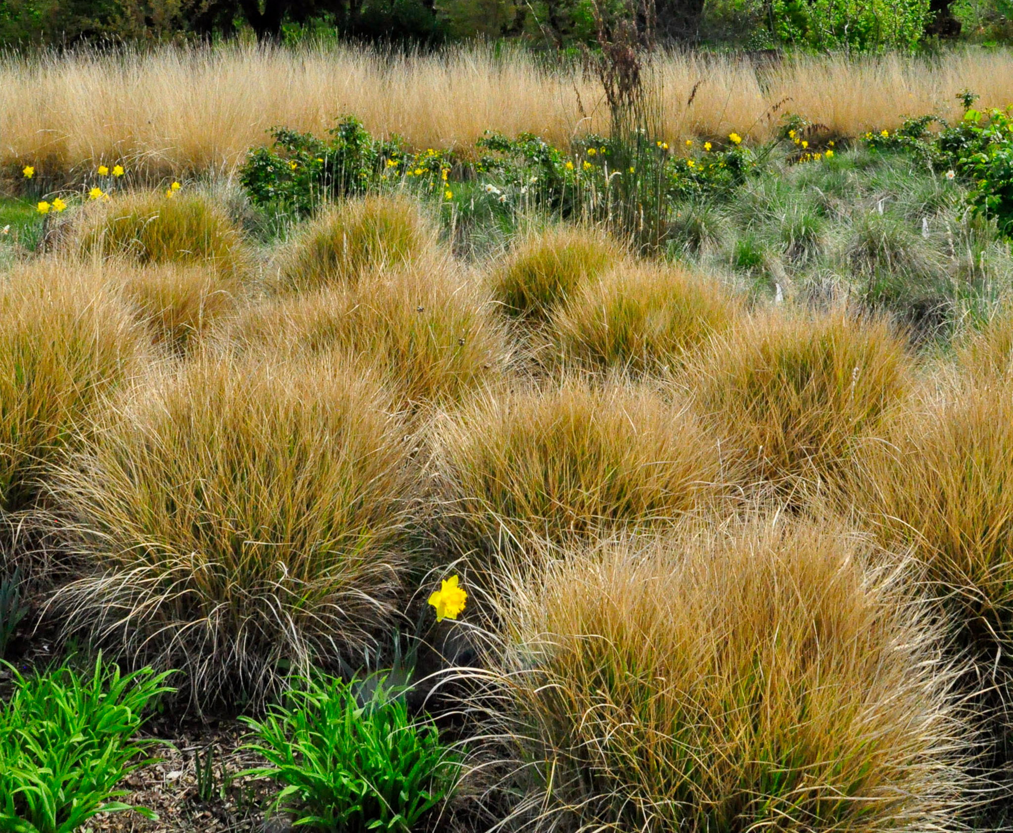Large tufts of golden grasses spotted with yellow daffodils.