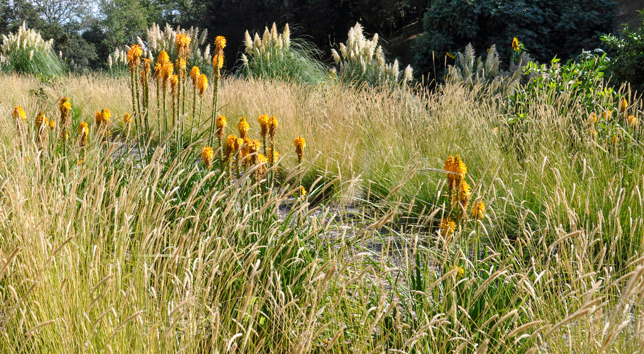 Orange kniphofia flowers shoot out above the meadow.