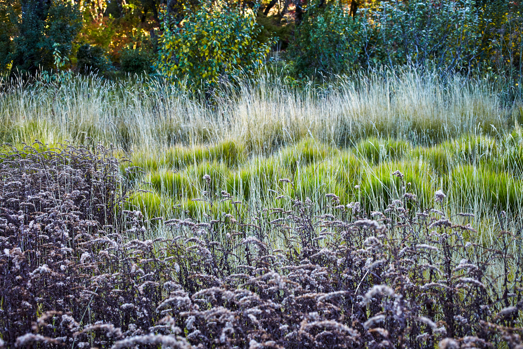 Homogenous stripes of colorful grasses.