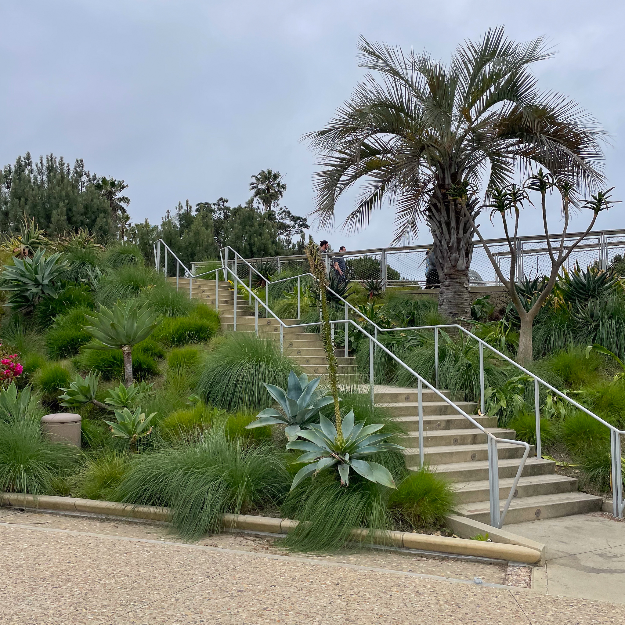 Agaves and large tufts of Pennisetums line the sides of a staircase.