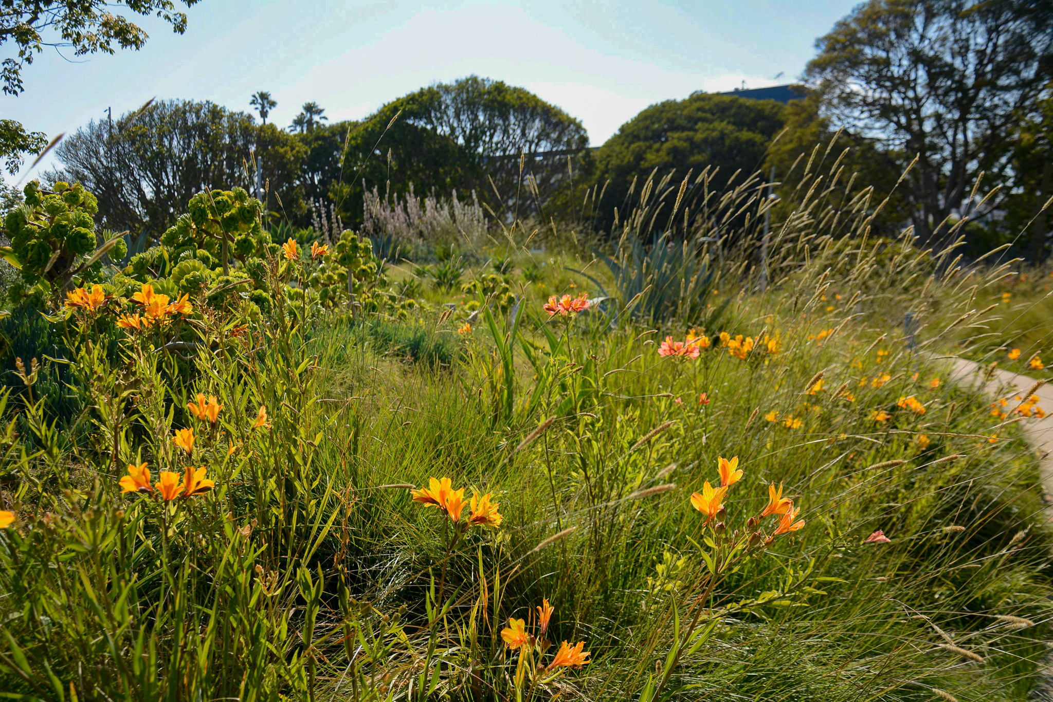Multi-colored Alstroemeria flowers mixed with Pennisetum spathiolatum.