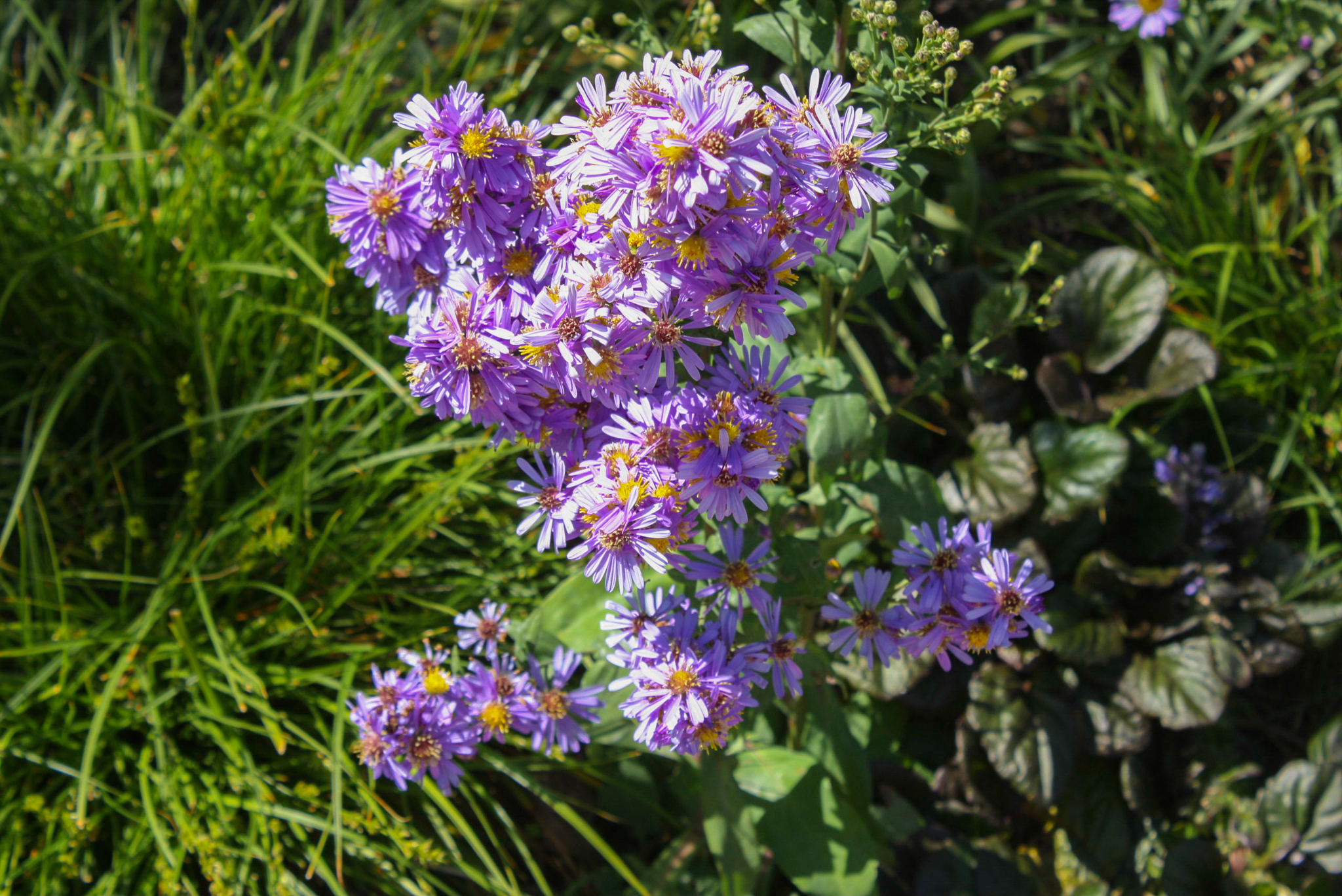 A cluster of blooming Asters.