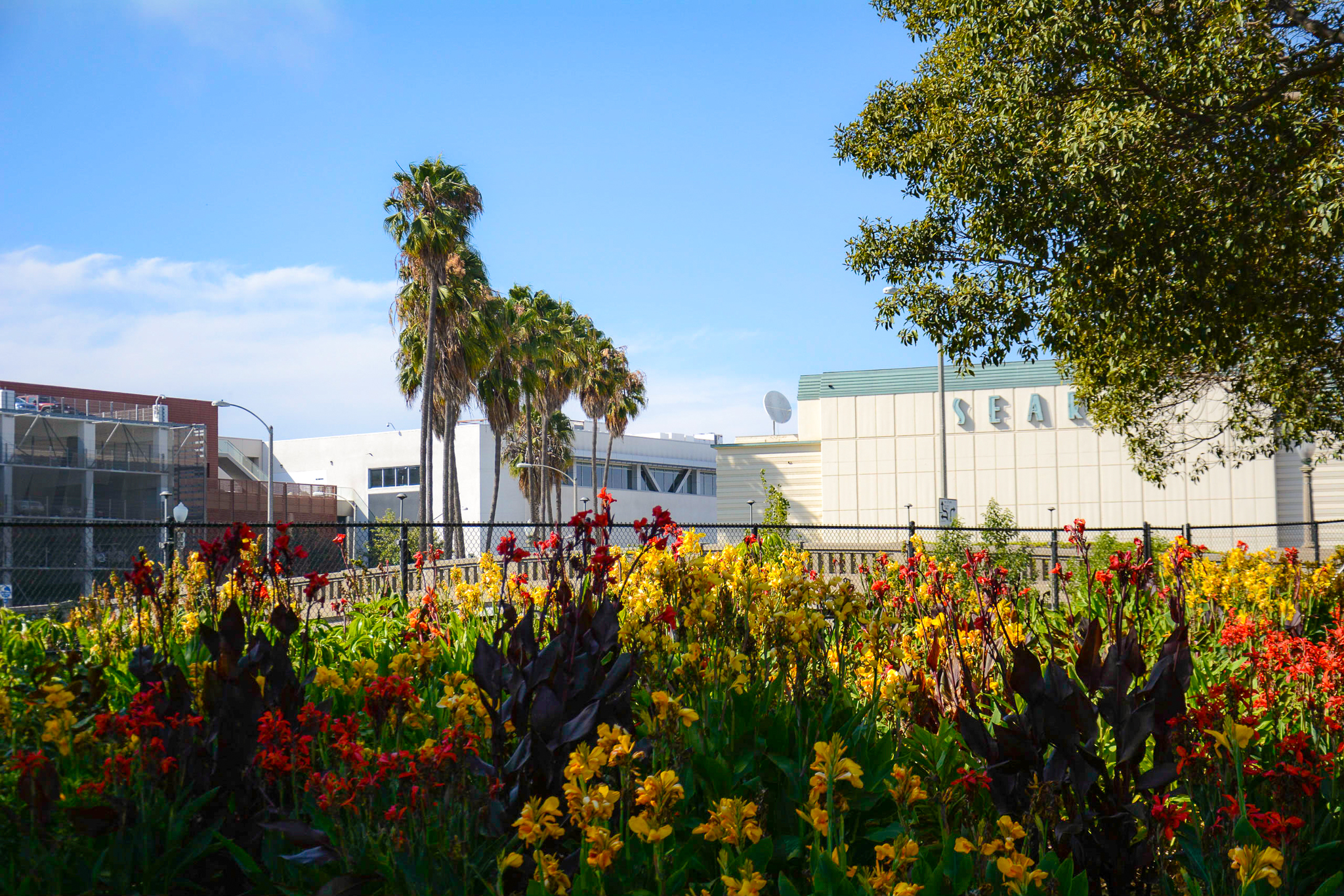 A large group of red and yellow Canna Lillies.