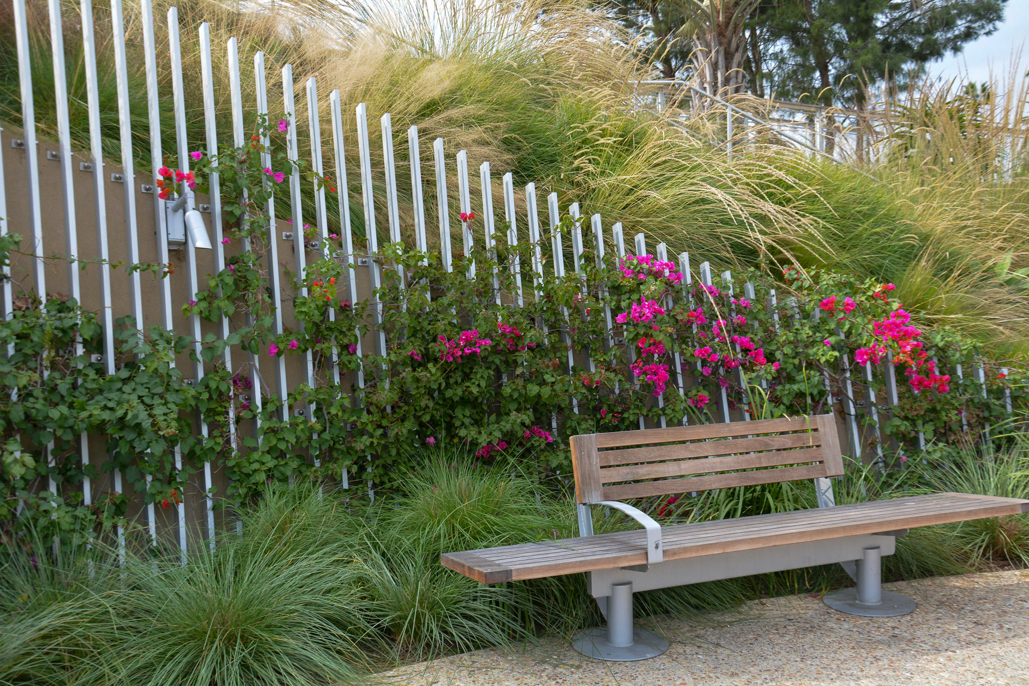 Flowers and arching grasses behind a wooden bench.