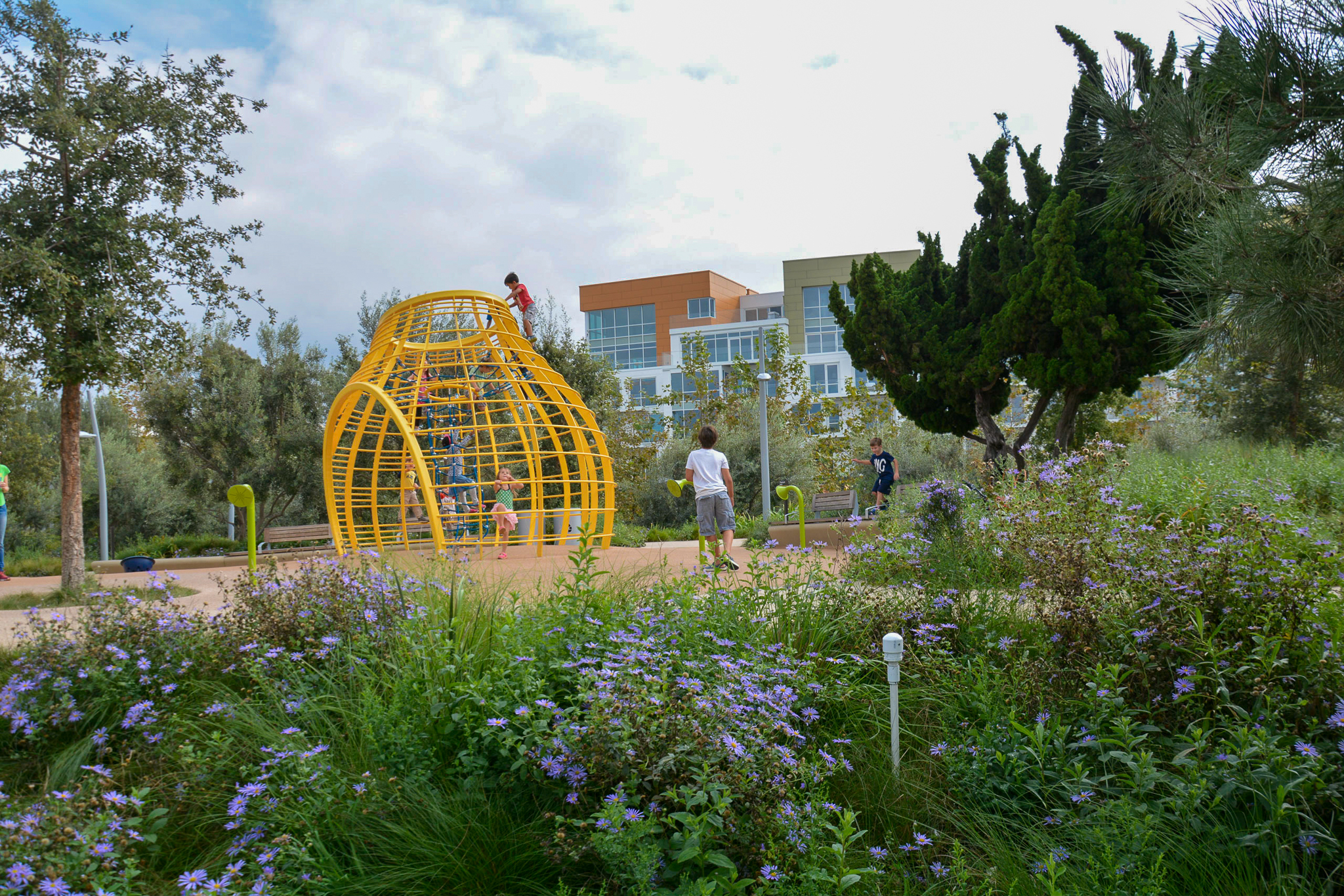 A yellow playground surrounded by blooms of purple Asters.
