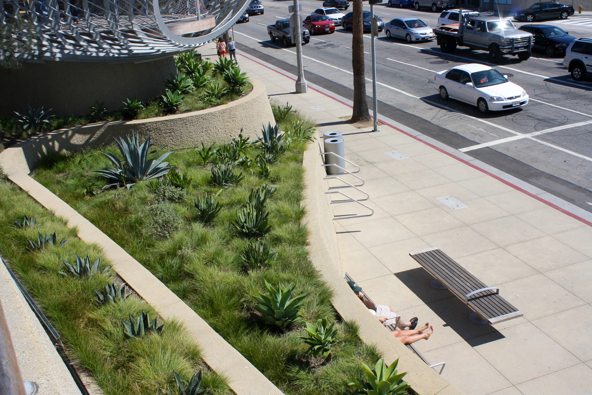A line of agave plants dotting through a grass planting.