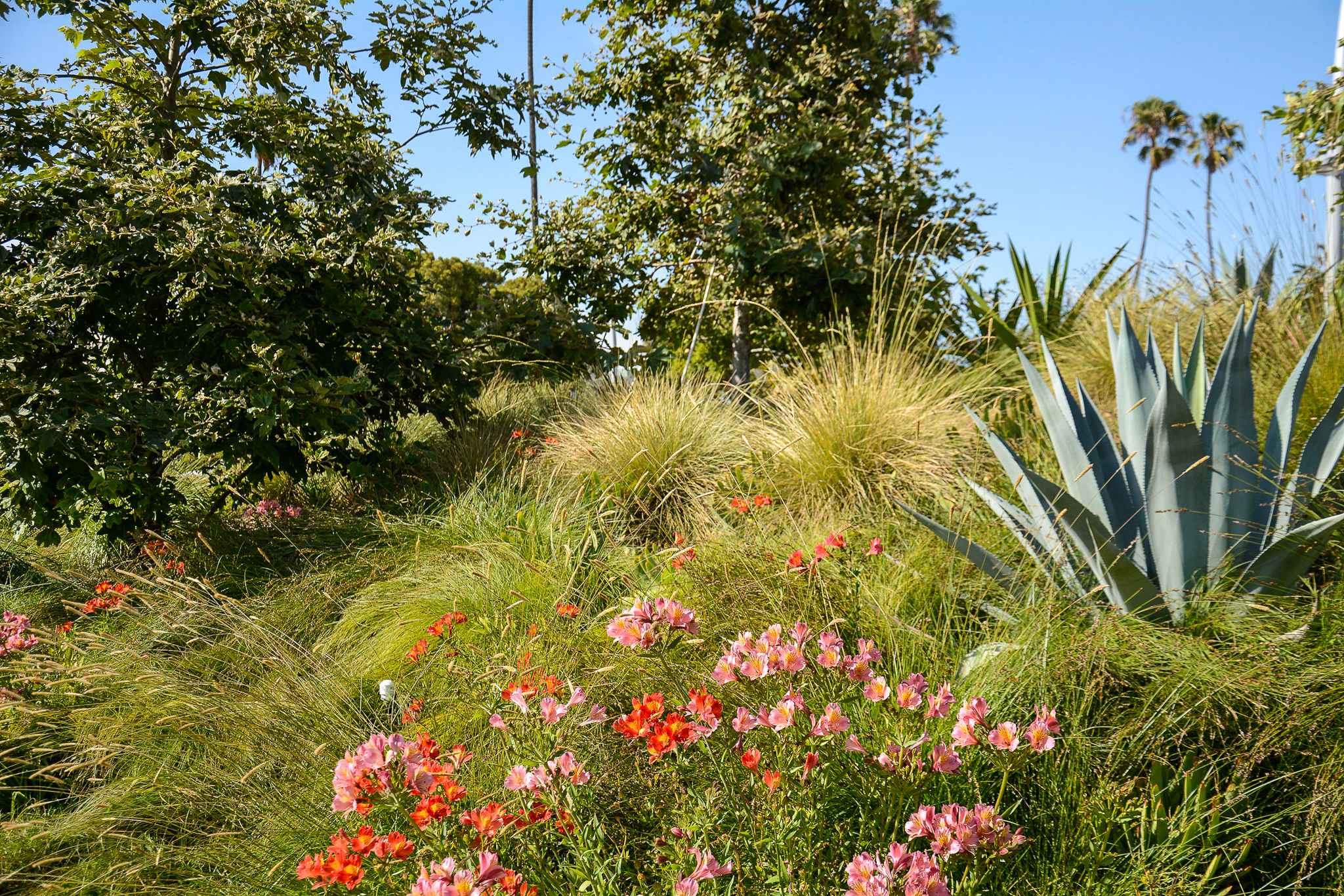 A diverse meadow hillside with grasses, flowers, and succulents.