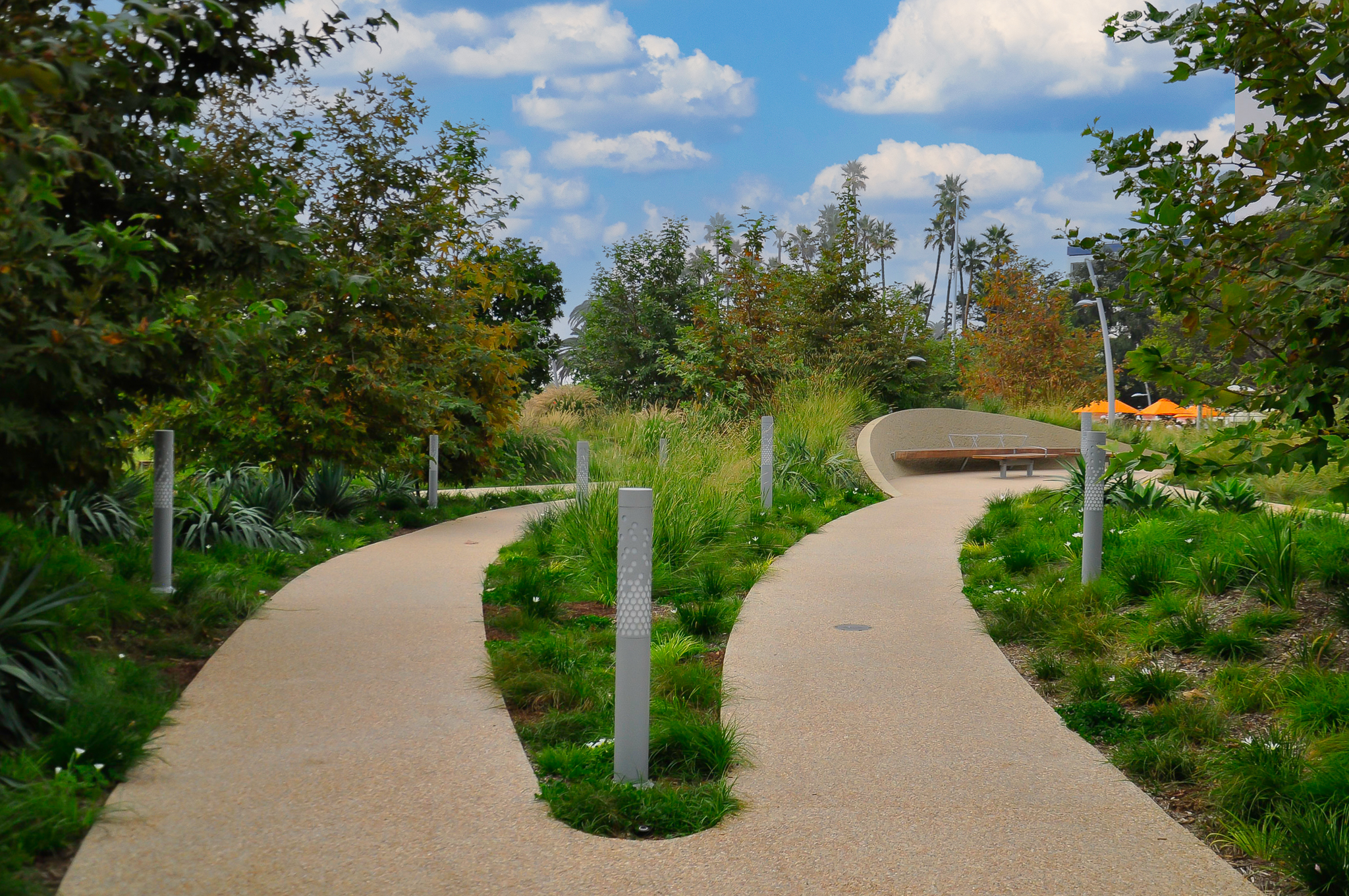 A thin line of Carex pansa separates two diverging pathways.