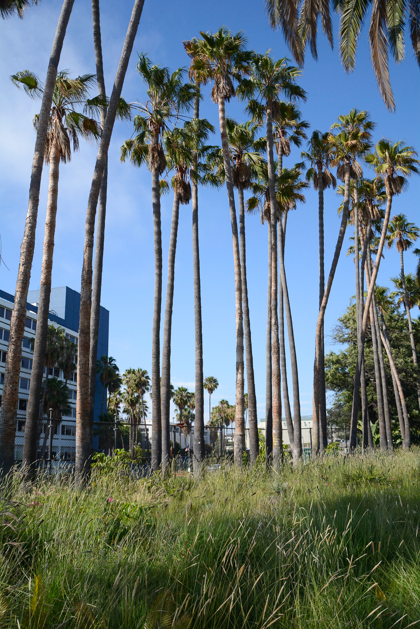 A cluster of palm trees tower over the grasses.