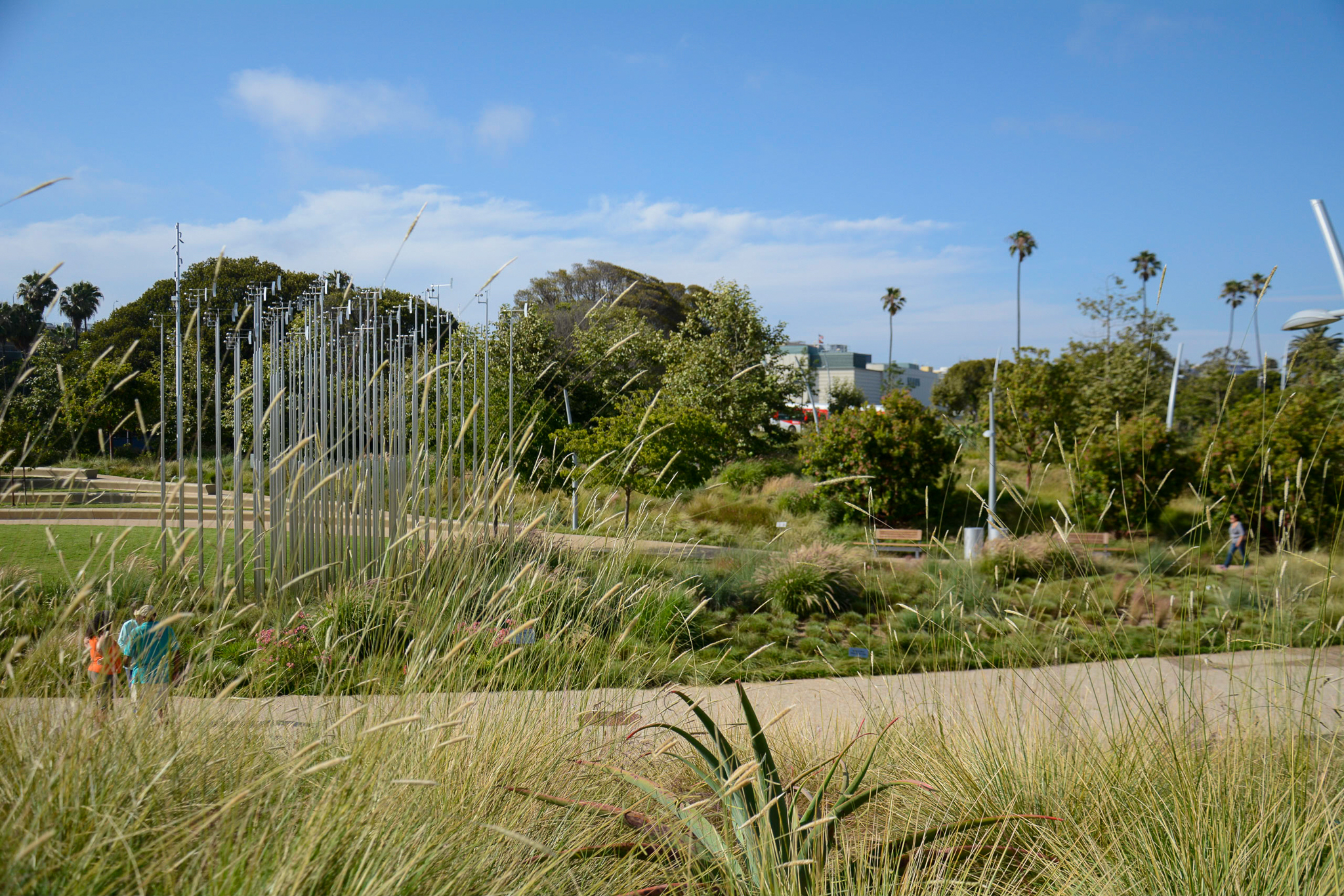 The tall flowers of Pennisetum spathiolatum mimic the vertical wind sculpture.