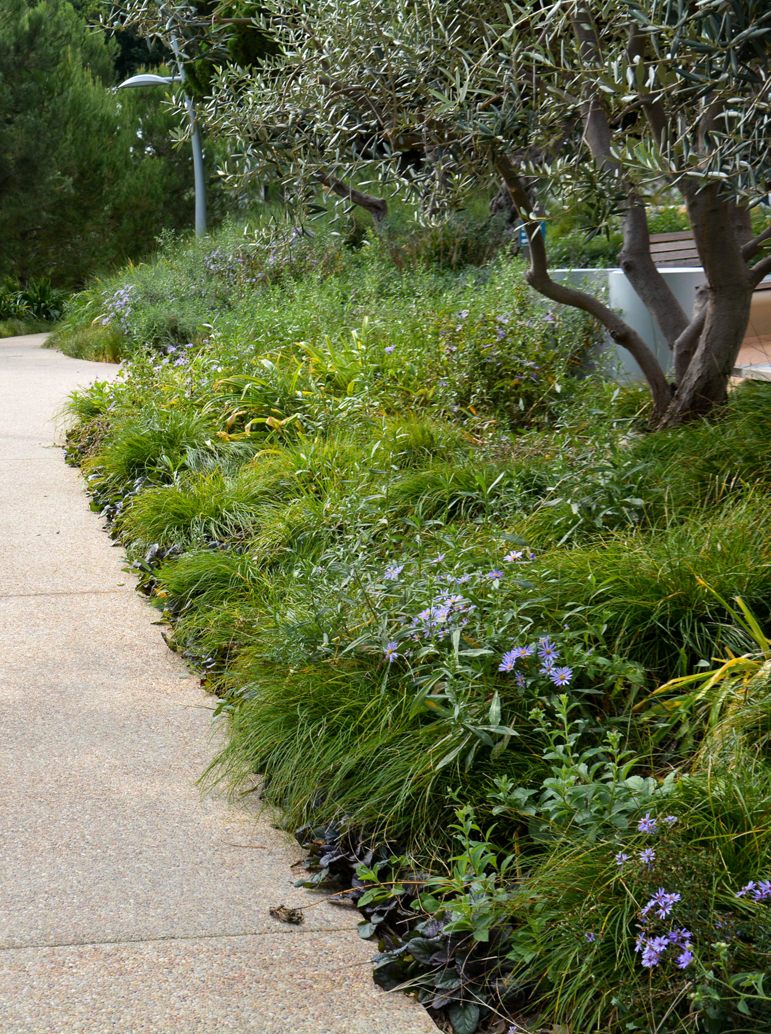 Purple Asters blooming in the grass along a walkway.