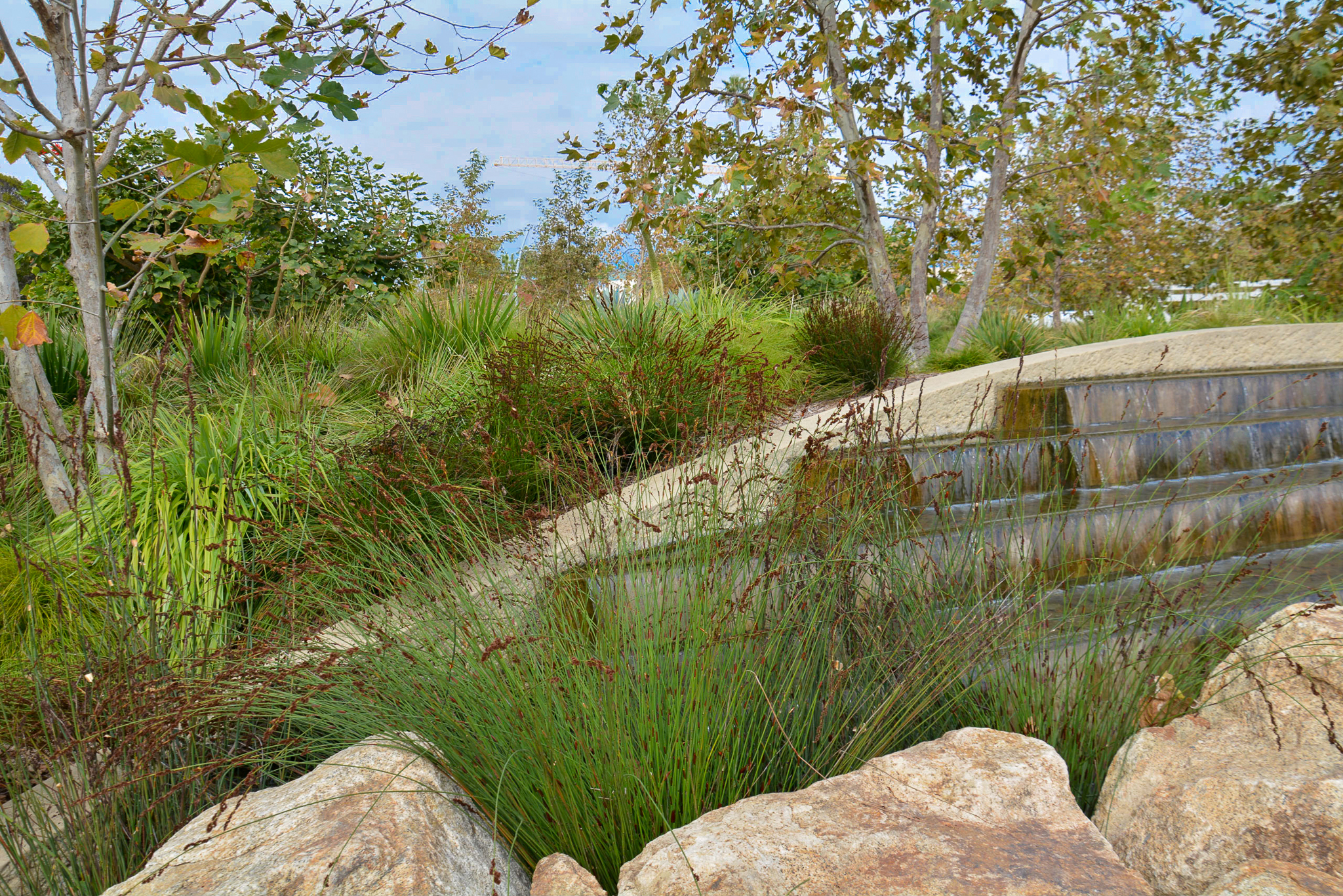 A tuft of Restios stick out of a stone fountain.