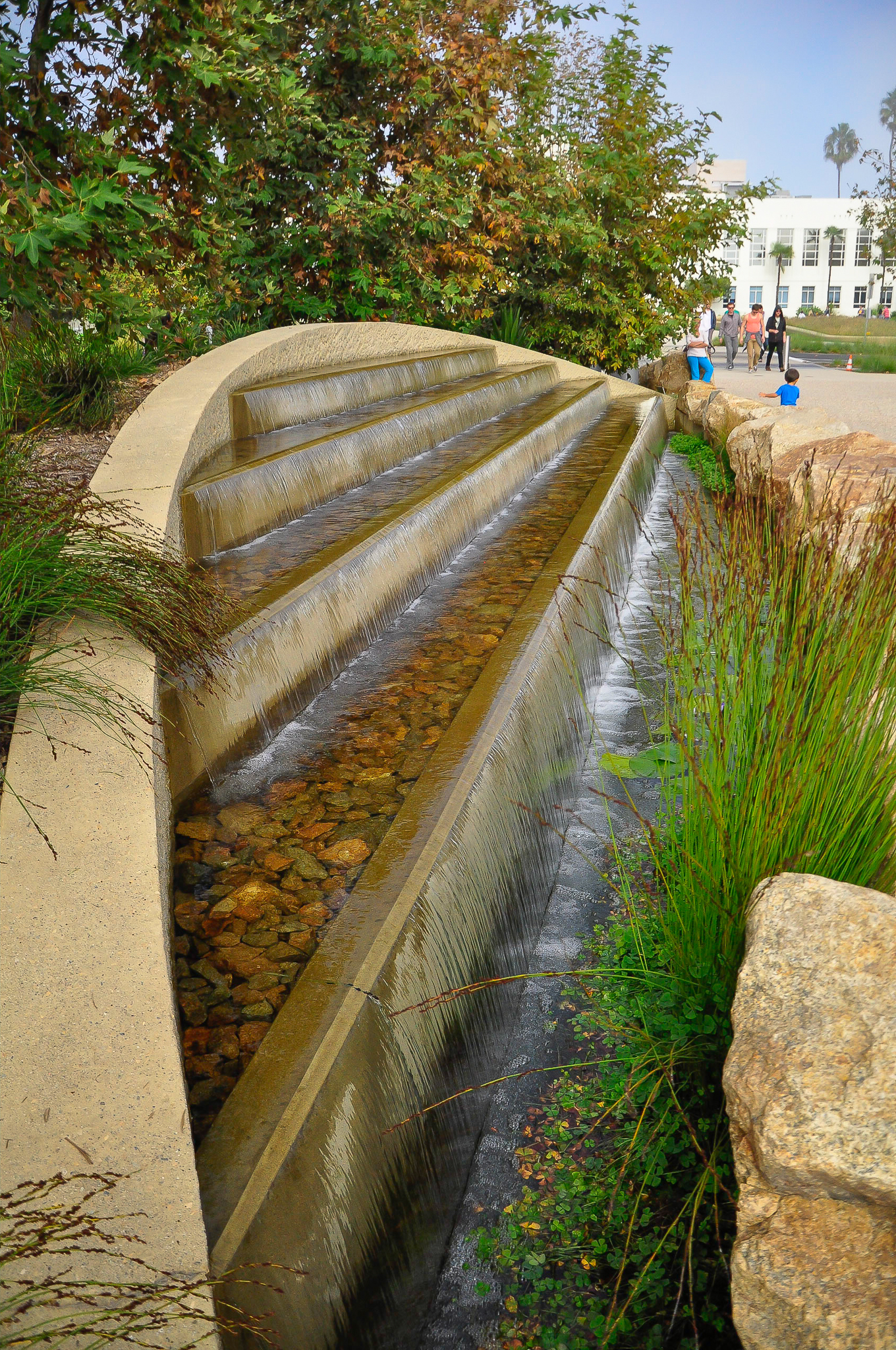 Thamnochortus insignis in a fountain.