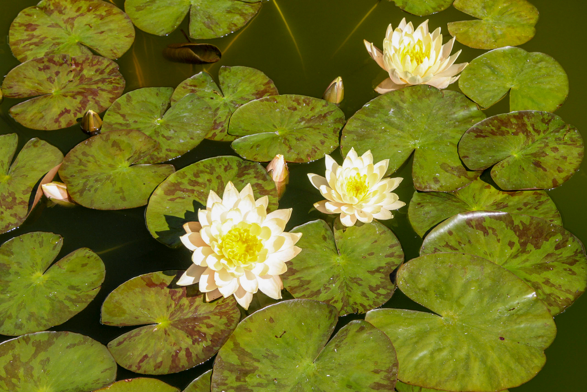 Water lillies in bloom.